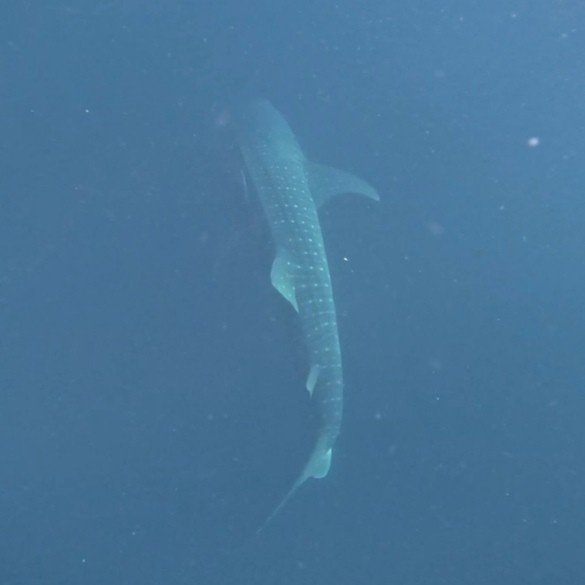 whale sharks