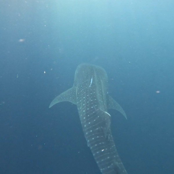 whale shark at saleh bay