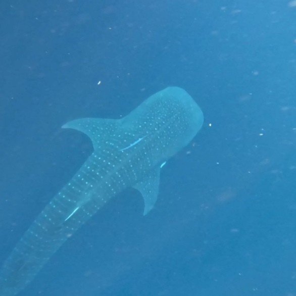 whale shark at saleh bay