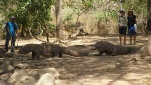 komodo island