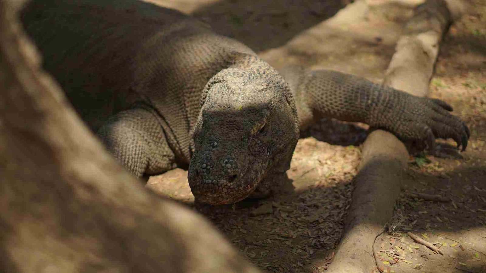 komodo dragon